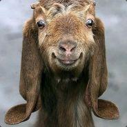 GossipGoat's Stream profile image