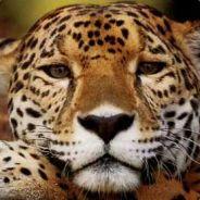 Jaguar's - Steam avatar