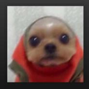 squirrelman's Stream profile image