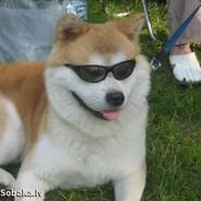 dog w sunglasses's Stream profile image