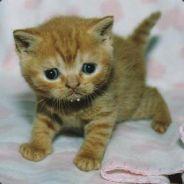 Mims sjukstuga's - Steam avatar