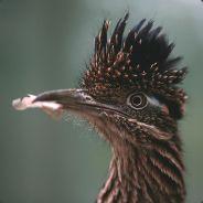 Sane's - Steam avatar