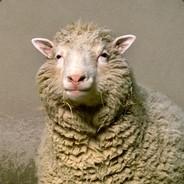 Schweinsmett Stinkler's Stream profile image