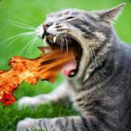 FireBreathingCat's - Steam avatar