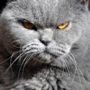 _KalKi_'s Stream profile image
