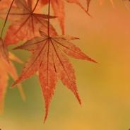 Leaf's - Steam avatar