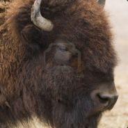 Bisonours's Stream profile image