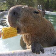 Capybara's Stream profile image