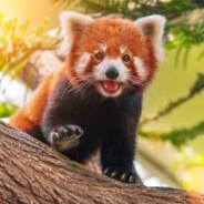 RedPanda's - Steam avatar