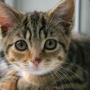 趙又停下來謝金嚥下去's Stream profile image