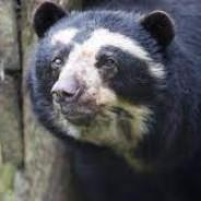 Oso de Anteojos's Stream profile image