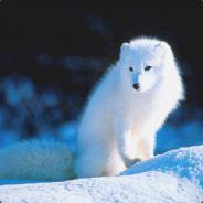 Checkers's Stream profile image