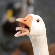 Le Goose's Stream profile image