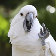 Mr. Cacatua's Stream profile image