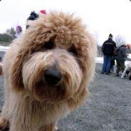 T-DaWg's - Steam avatar