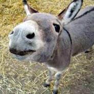 Monoburro's Stream profile image