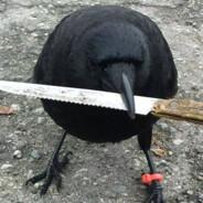 guillea02's Stream profile image