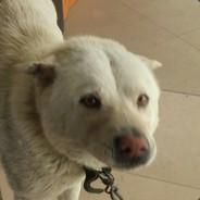 Green_Left's Stream profile image