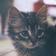 Morty the Cat's - Steam avatar