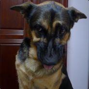 Lycan^.^'s Stream profile image