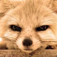 Flowfox's Stream profile image