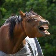 crack horse ツ's Stream profile image