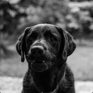 The Labrador's Stream profile image