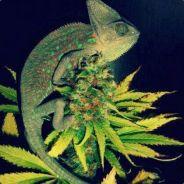 Marleysthenics's - Steam avatar