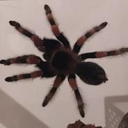 BrachyPelma^'s Stream profile image