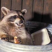 Trash raccoon's Stream profile image