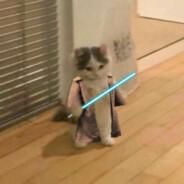 Gatito Obi-Wan's Stream profile image