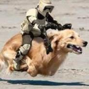 alibear93's Stream profile image