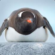 RocketDwarf's - Steam avatar