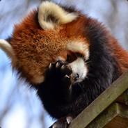 smol red chonk's - Steam avatar