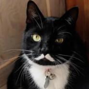 ★ Miaow~'s Stream profile image