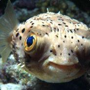 ///---Fish---///'s - Steam avatar