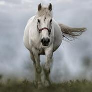 caballo-blanco's - Steam avatar