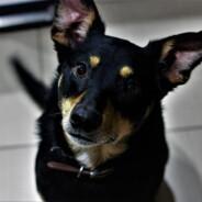 wamesy7's Stream profile image