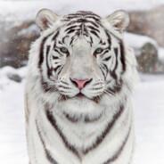 WhiteTiger's - Steam avatar