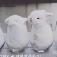 NaiveKie's Stream profile image