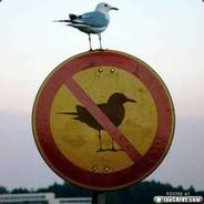 adolfogaviota's Stream profile image