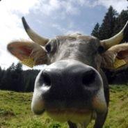 Muuh's - Steam avatar