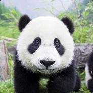 Op2's Stream profile image
