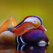 duckyduck240🐤's Stream profile image