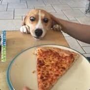 Ich-mag-Pizza's Stream profile image