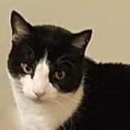 Honky's Stream profile image