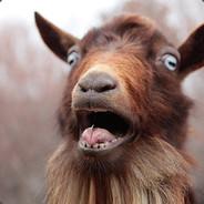 Goat Herder's Stream profile image