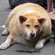schluden's Stream profile image