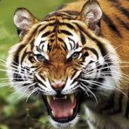 Tigre's - Steam avatar