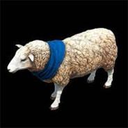 6 on sheep, 4 on wood's Stream profile image